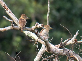 - Eastern Striolated-Puffbird