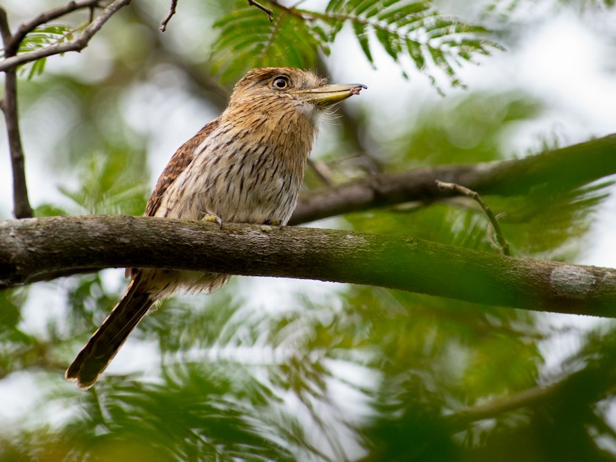 Eastern Striolated-Puffbird - Joao Quental JQuental