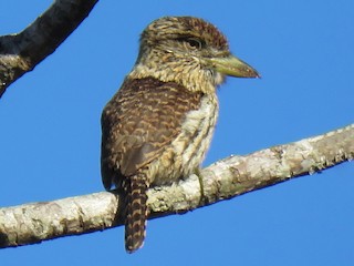 - Eastern Striolated-Puffbird
