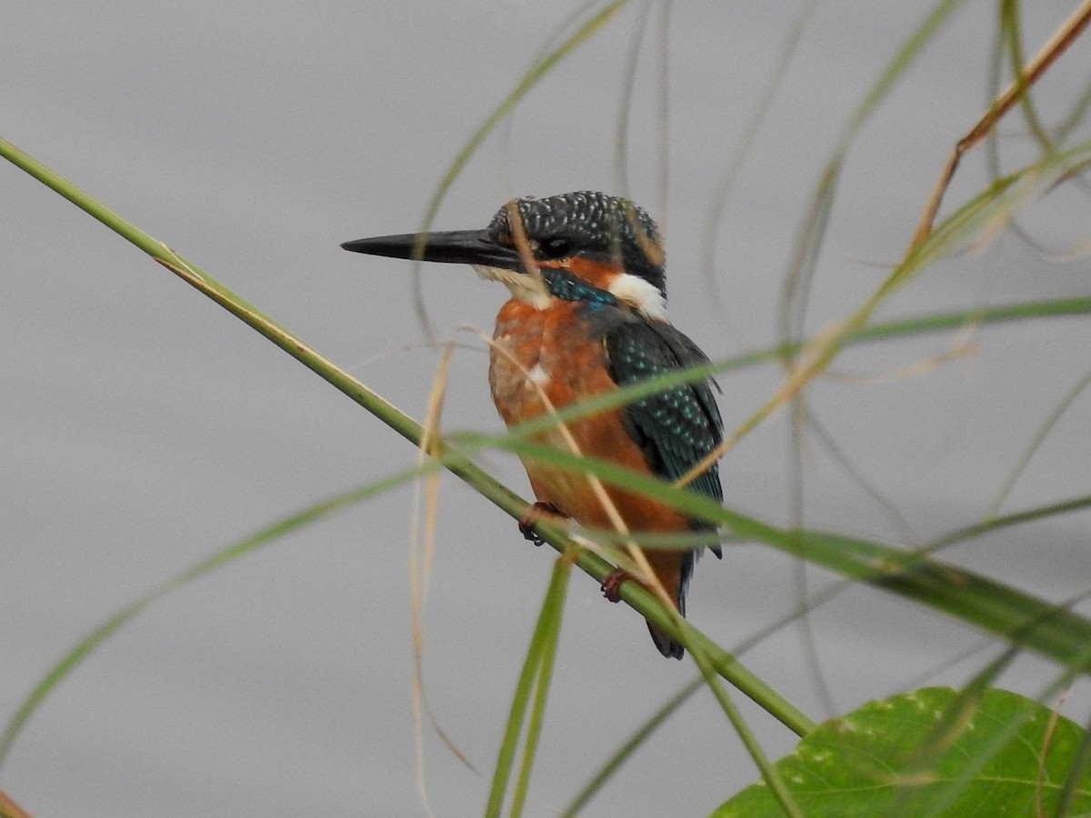 Common Kingfisher - ML181357881