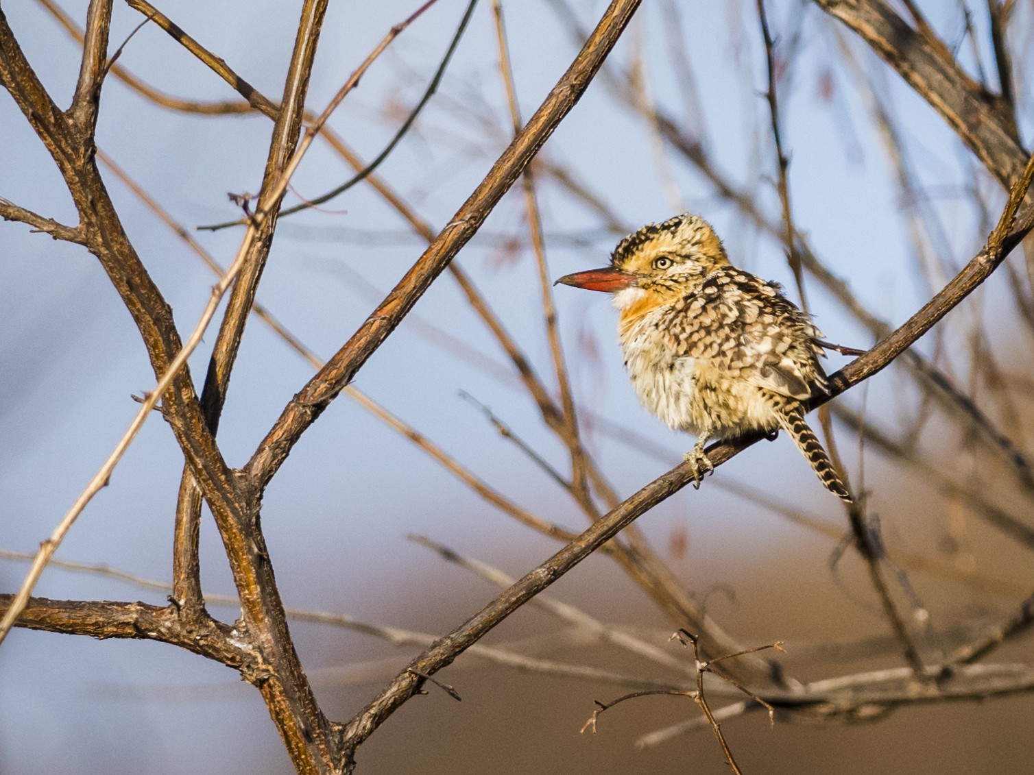 Spot-backed Puffbird - Claudia Brasileiro