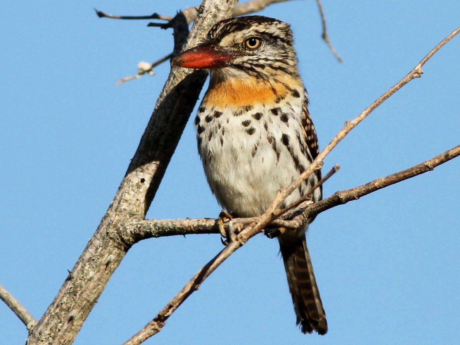 Spot-backed Puffbird - Anthony Collerton