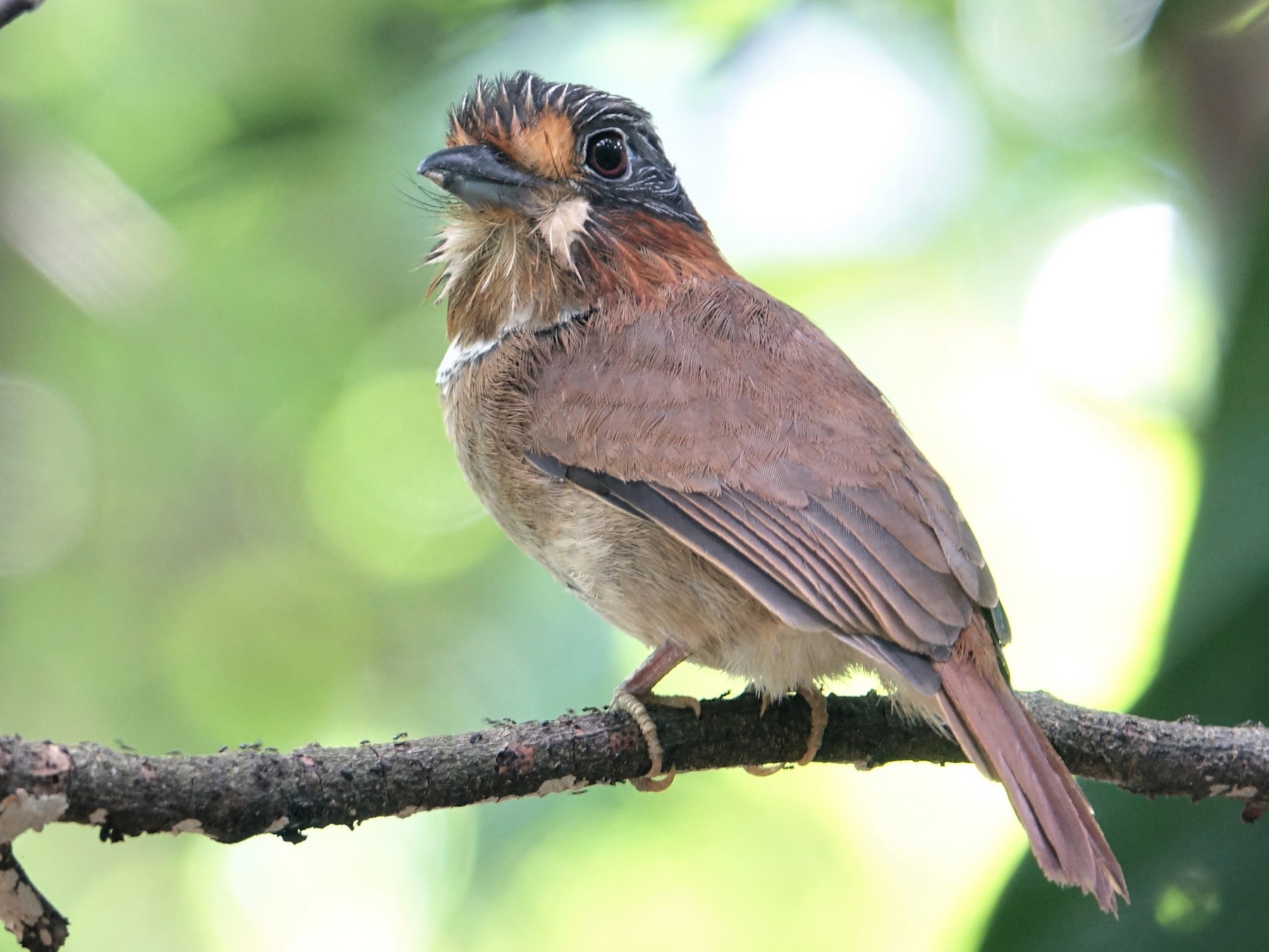 Rufous-necked Puffbird - eBird