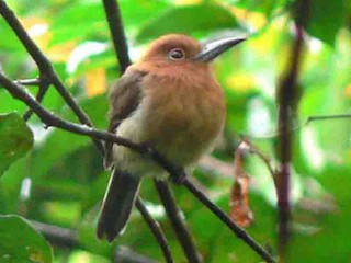  - Chestnut-headed Nunlet