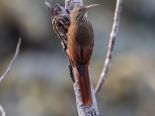Guianan Woodcreeper Lepidocolaptes Albolineatus Birds Of The World