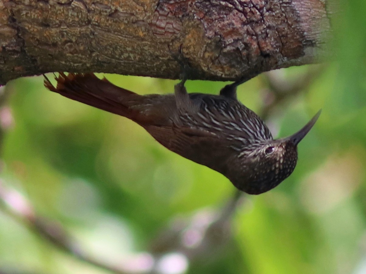 Guianan Woodcreeper - Andre Moncrieff