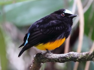  - Orange-bellied Manakin