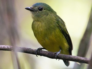 Weibchen - Jhonathan Miranda - Wandering Venezuela Birding Expeditions - ML181361961