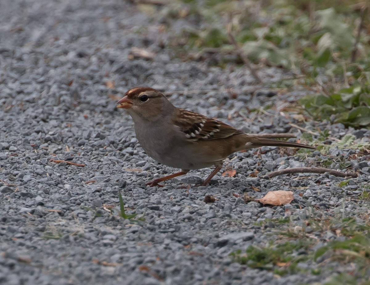 White-crowned Sparrow - Ian Burgess