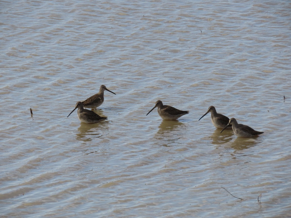 Long-billed Dowitcher - ML181362801