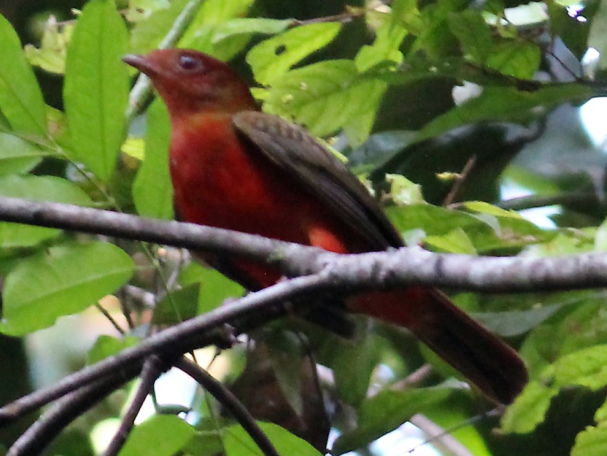 Guianan Red-Cotinga - Jason Leifester