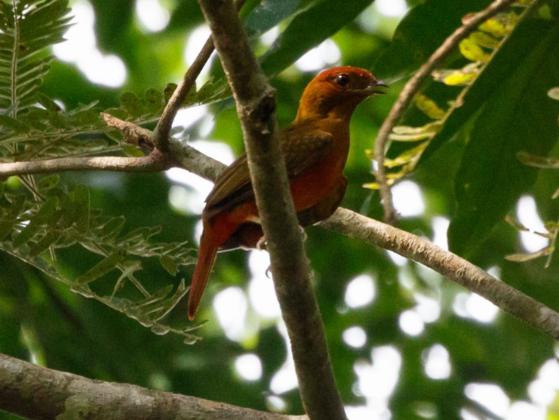 Guianan Red-Cotinga - Silvia Faustino Linhares