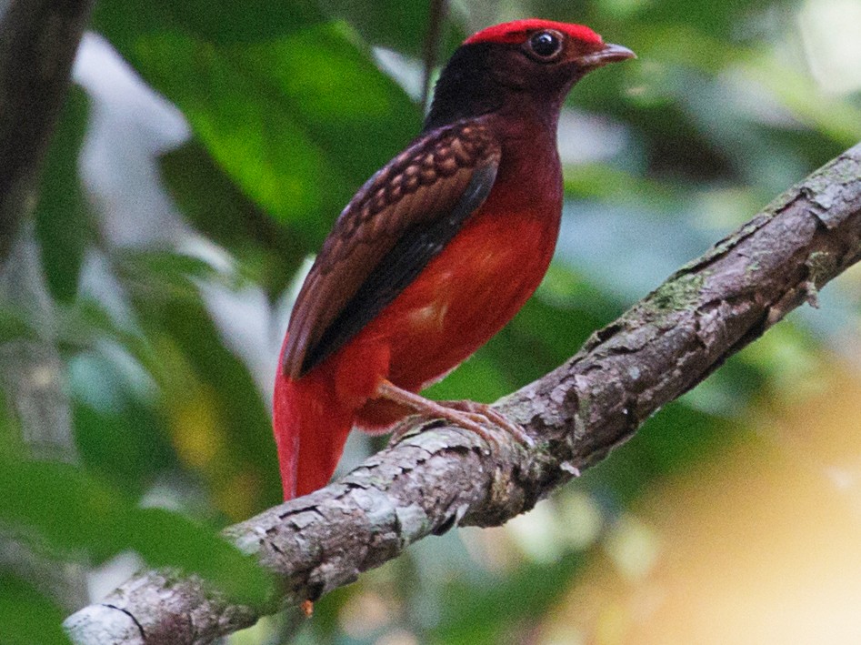 Guianan Red-Cotinga - Silvia Faustino Linhares