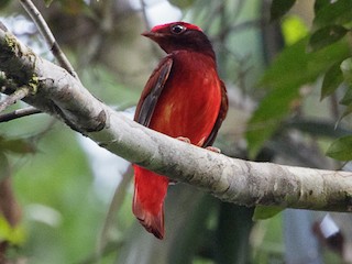 Guianan Red-Cotinga - eBird