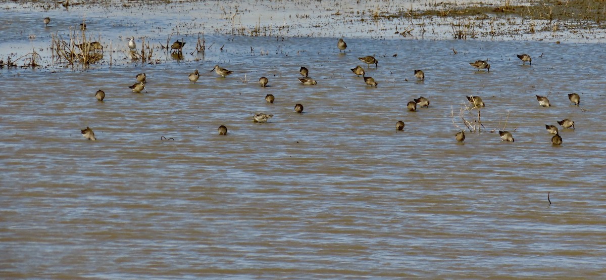 Long-billed Dowitcher - ML181363931