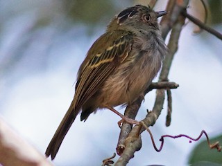  - Double-banded Pygmy-Tyrant