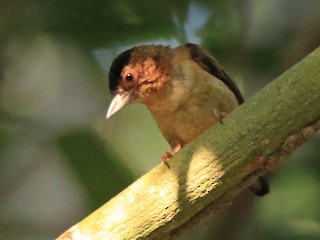  - Rusty-necked Piculet