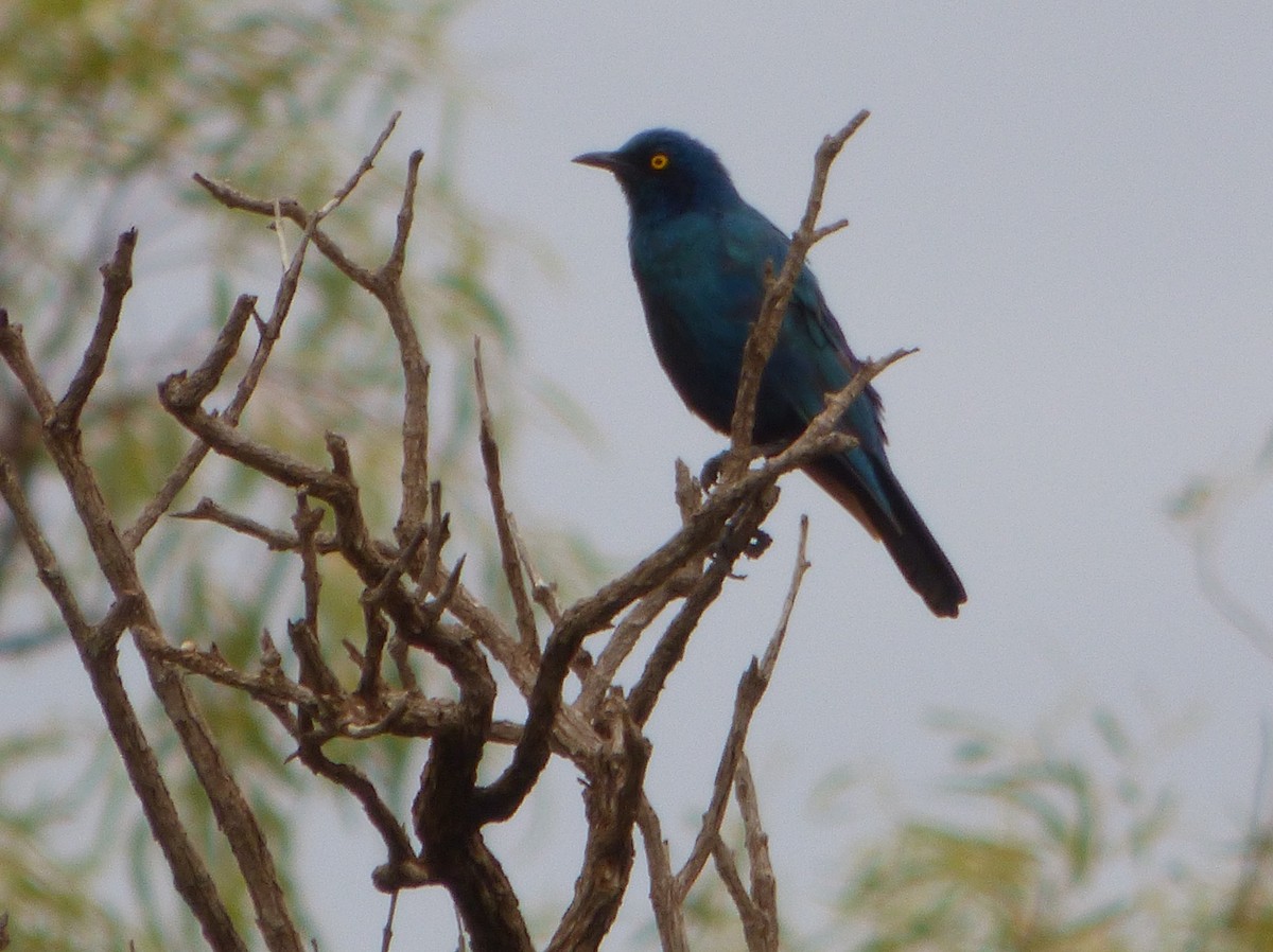 Greater Blue-eared Starling - ML181365471