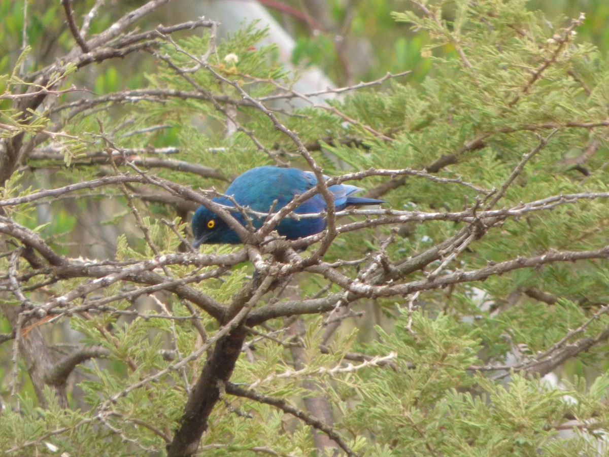 Greater Blue-eared Starling - ML181365611
