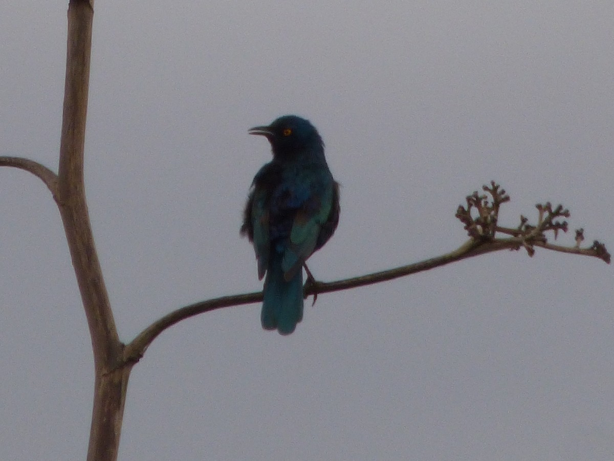 Greater Blue-eared Starling - ML181365621