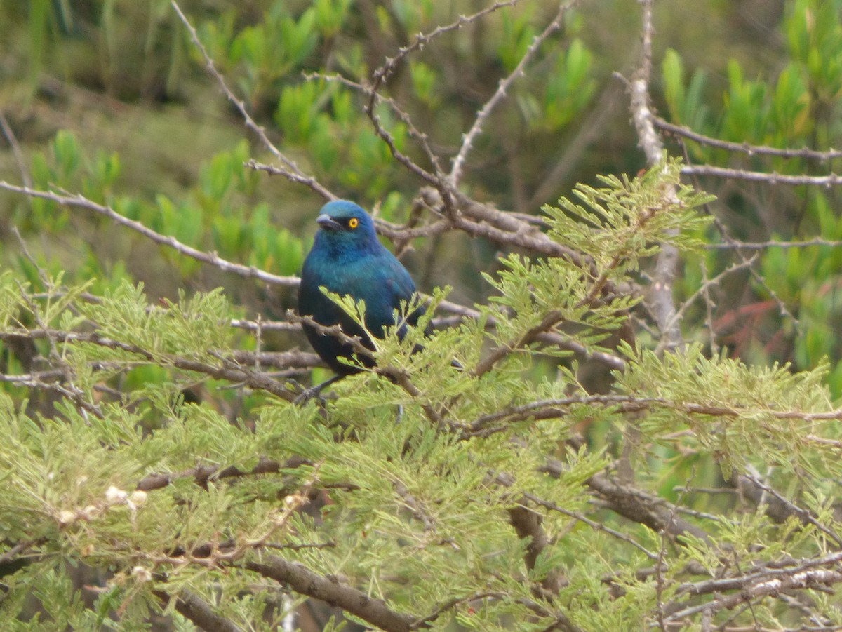 Greater Blue-eared Starling - ML181365631