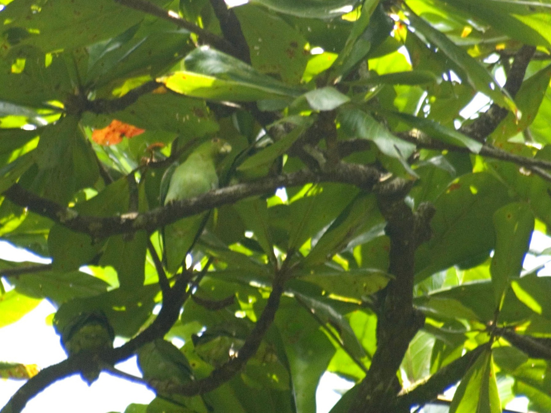 Brown-backed Parrotlet - Marcos Eugênio Birding Guide