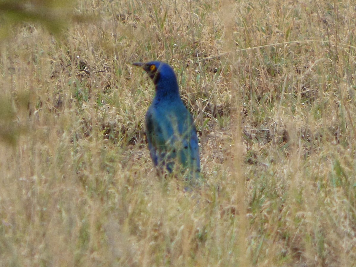 Greater Blue-eared Starling - ML181365761