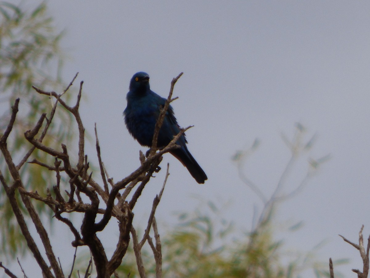 Greater Blue-eared Starling - ML181366271