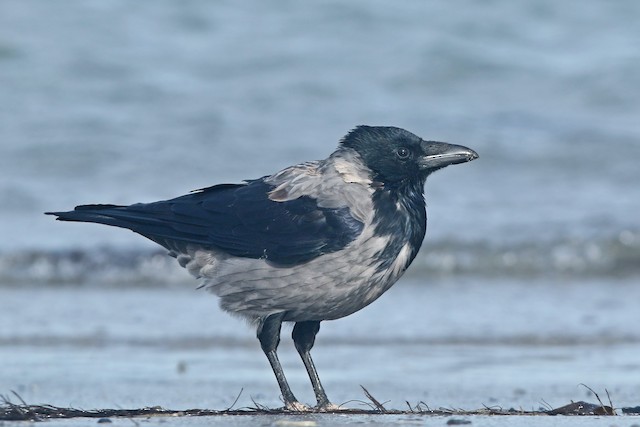 雑種 ハシボソガラス ｘ ズキンガラス Ebird