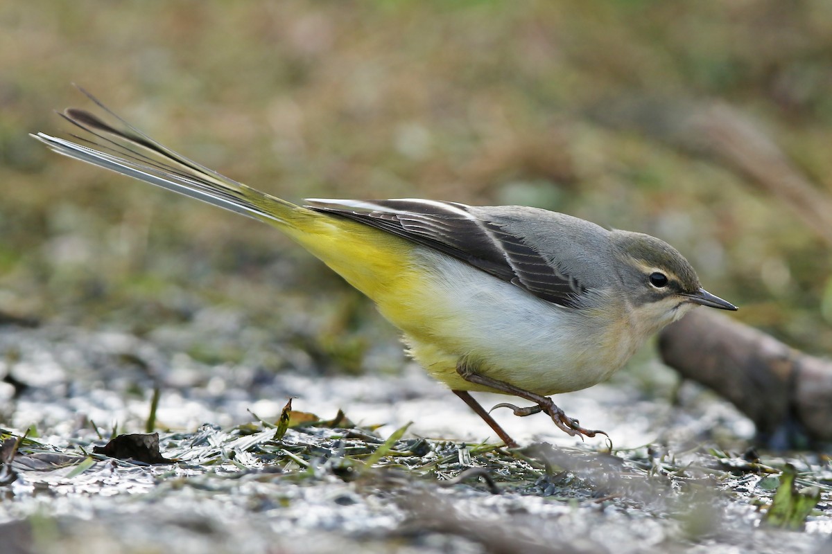 Gray Wagtail - Volker Hesse