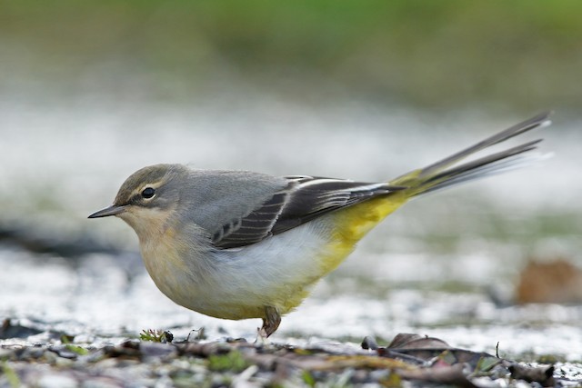 grey wagtail