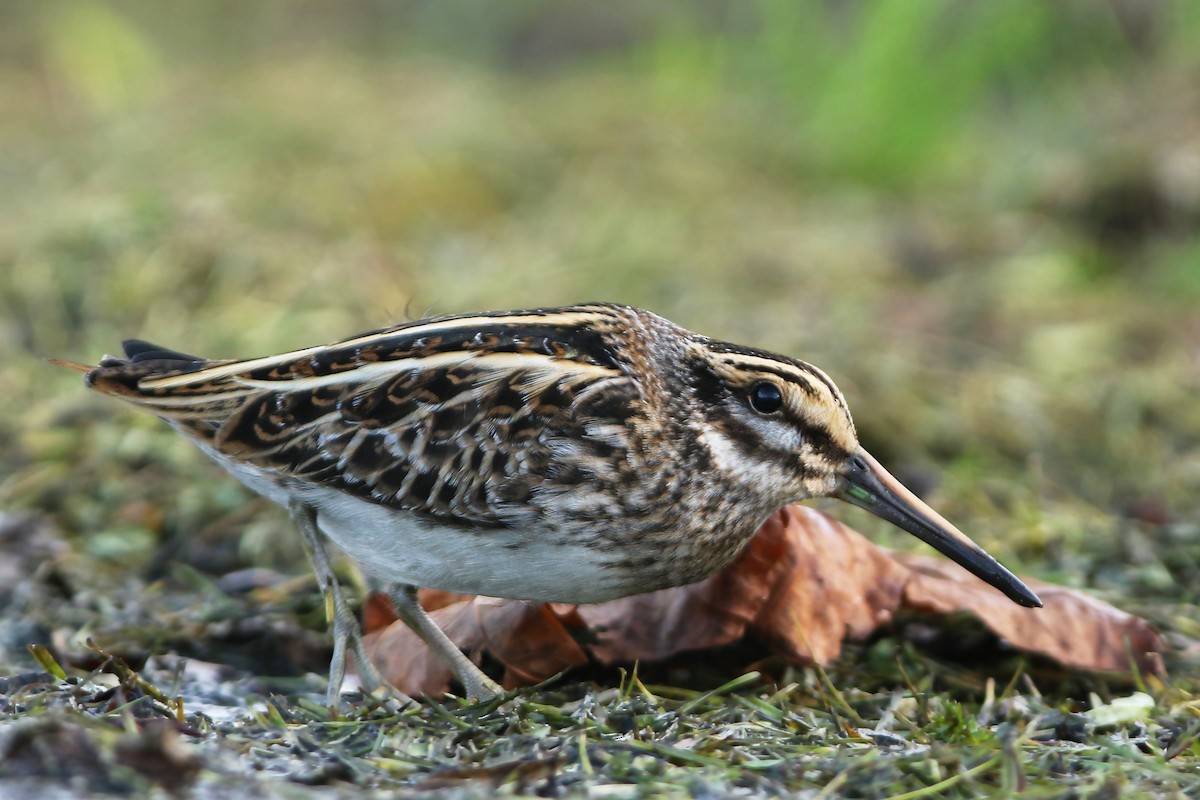 Jack Snipe - ML181367231