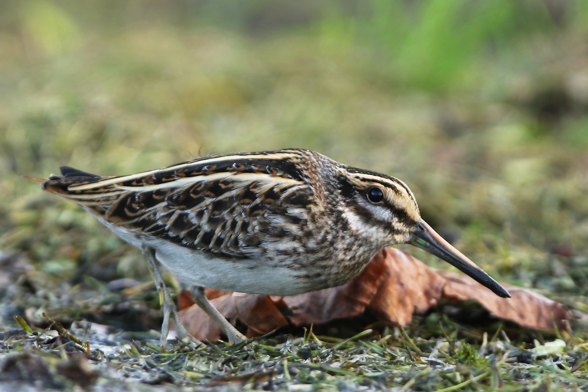 Jack Snipe - Volker Hesse