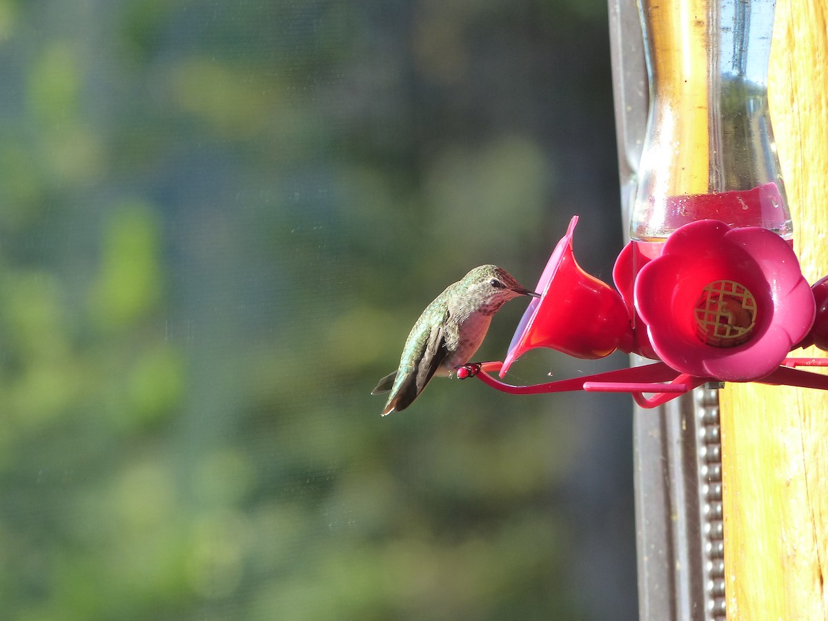 Anna's Hummingbird - ML181367411