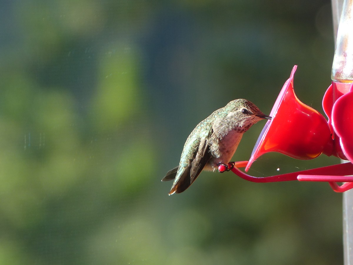 Anna's Hummingbird - ML181367451