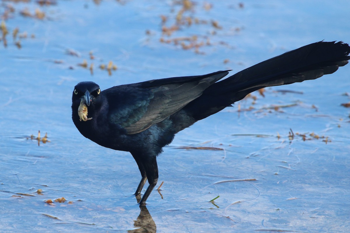 Great-tailed Grackle (Great-tailed) - Suzanne O'Rourke