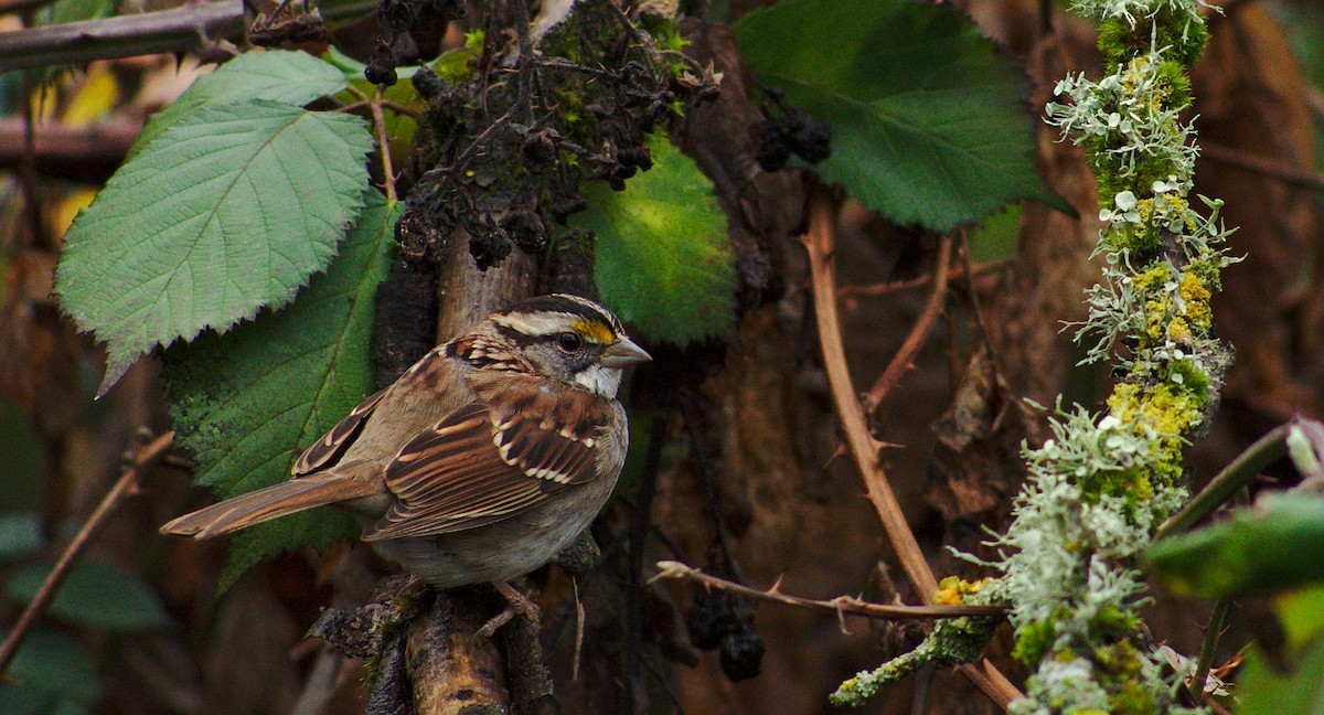White-throated Sparrow - David Lumpkin