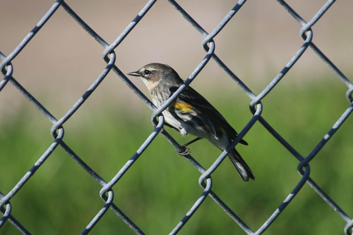 Yellow-rumped Warbler - Suzanne O'Rourke