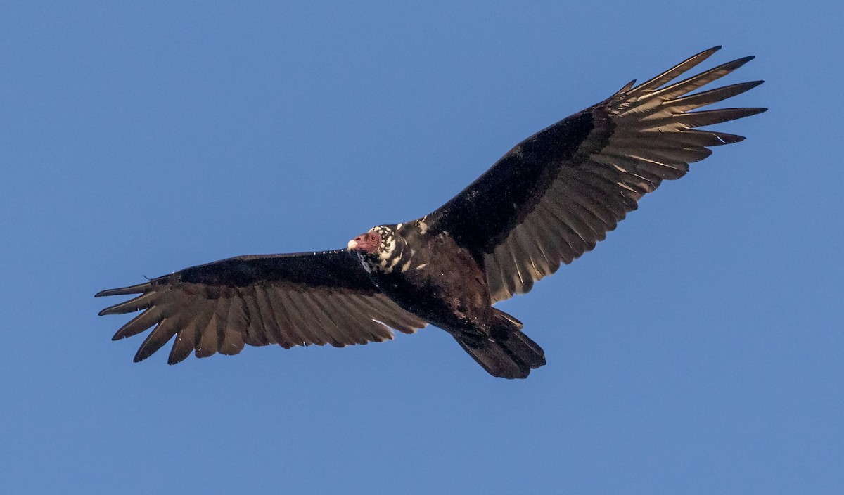 Turkey Vulture - ML181370621