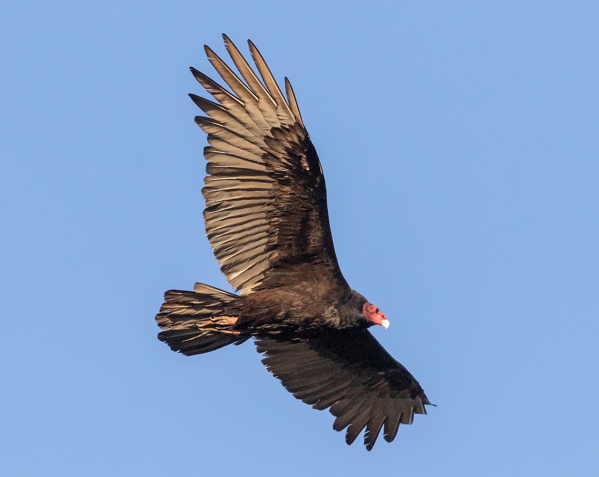 Turkey Vulture - ML181370671