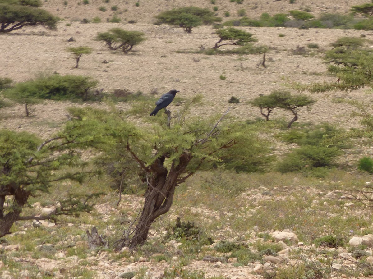 Somali Crow - Tony King