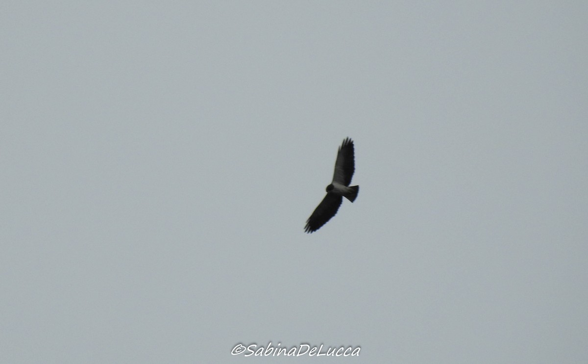 Short-tailed Hawk - Aves-del-Taragüí/ SabinaDeLucca