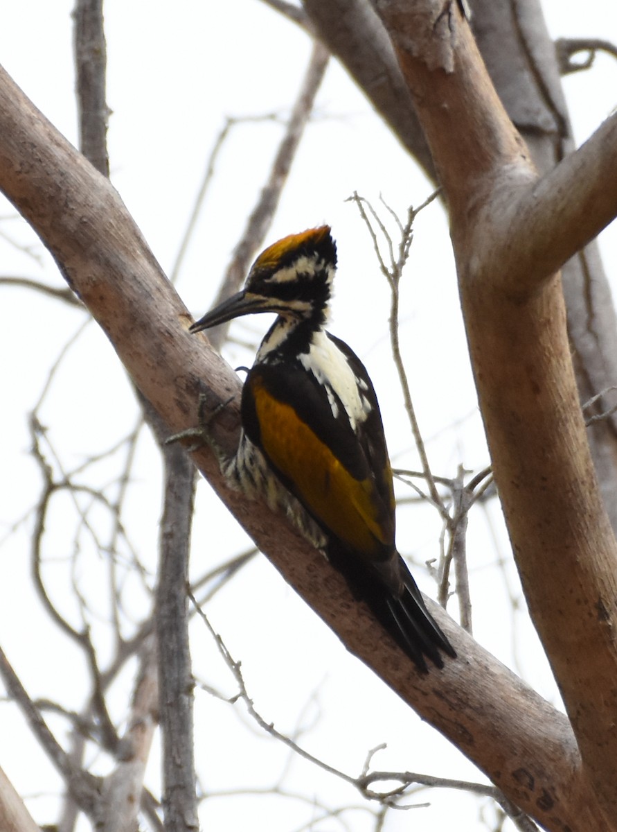 White-naped Woodpecker - Paul Antony B