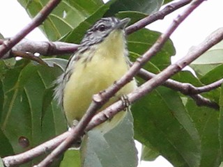  - Yellow-throated Antwren