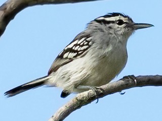 Male - Héctor Bottai - ML181384121