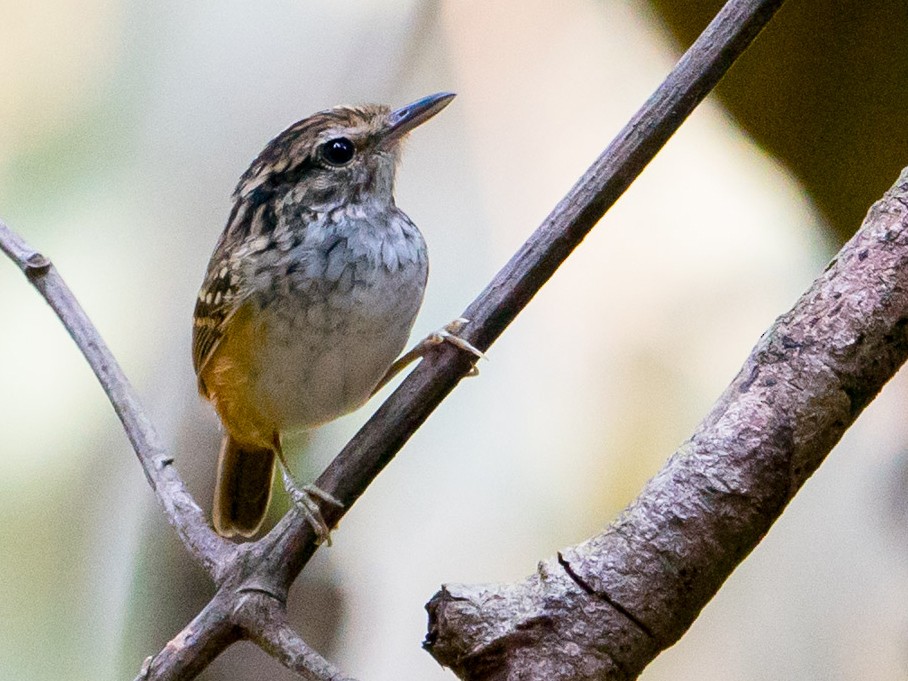 Manicore Warbling-Antbird - eBird
