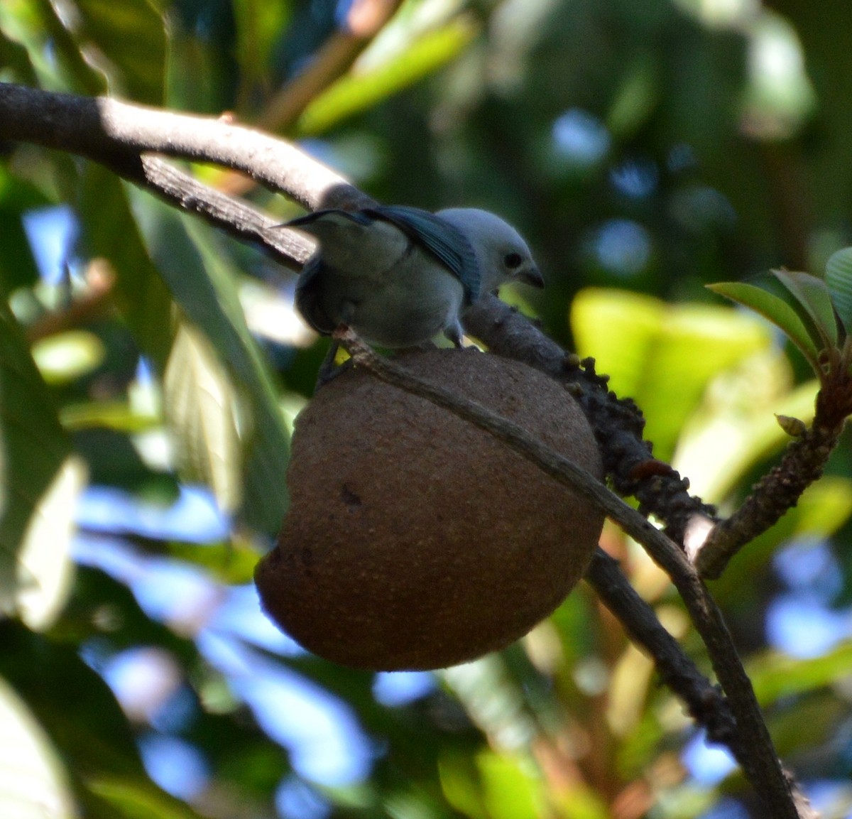 Blue-gray Tanager - ML181385541