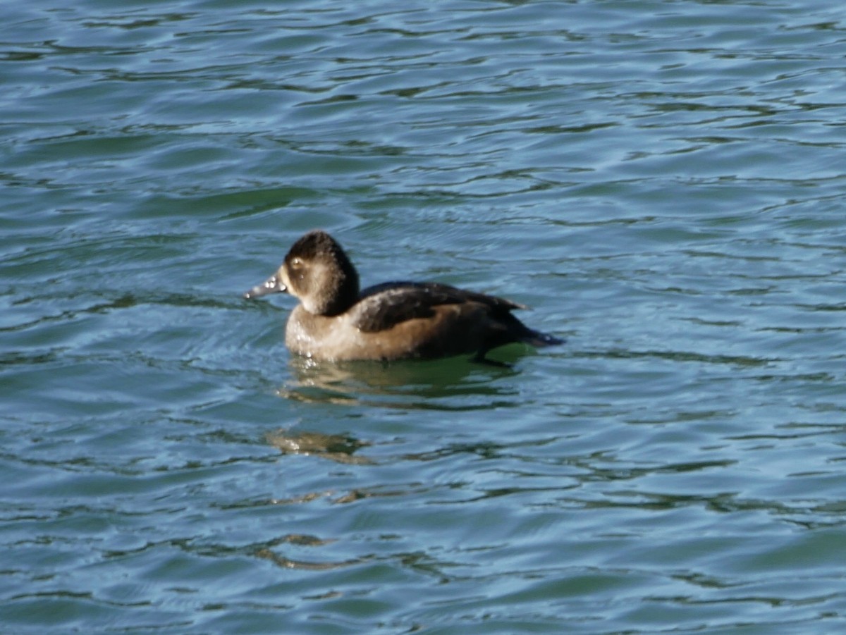 Ring-necked Duck - ML181385711