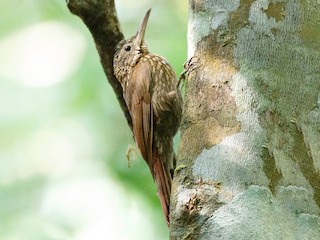  - Spix's Woodcreeper