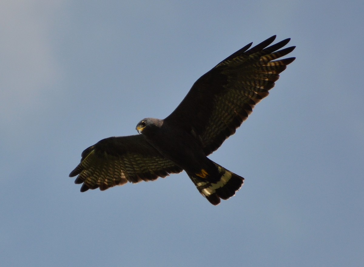 Zone-tailed Hawk - Orlando Jarquín